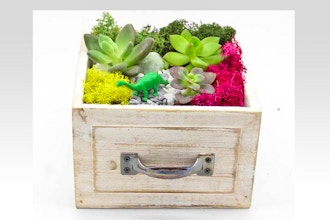 Plant Nite: Terrarium in Square Light Wood Drawer